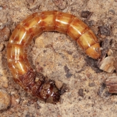 Tenebrionidae (family) (Darkling beetle) at Melba, ACT - 13 Feb 2021 by kasiaaus