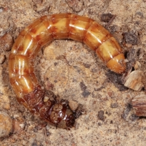 Tenebrionidae (family) at Melba, ACT - 13 Feb 2021