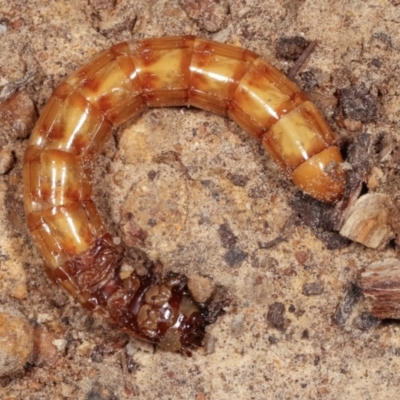 Tenebrionidae (family) (Darkling beetle) at Melba, ACT - 13 Feb 2021 by kasiaaus