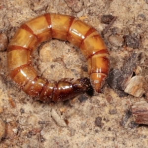 Tenebrionidae (family) at Melba, ACT - 13 Feb 2021