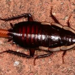 Drymaplaneta communis (Eastern Wood Runner, Common Shining Cockroach) at Melba, ACT - 13 Feb 2021 by kasiaaus