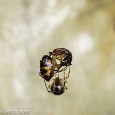 Milichiidae (family) (Freeloader fly) at Tuggeranong DC, ACT - 30 Jan 2021 by BIrdsinCanberra