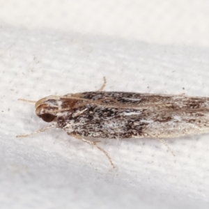 Ardozyga (genus) at Melba, ACT - 14 Feb 2021