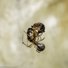 Cryptachaea veruculata (Diamondback comb-footed spider) at Tuggeranong DC, ACT - 31 Jan 2021 by BIrdsinCanberra