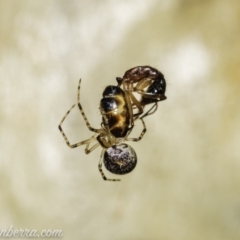 Cryptachaea veruculata at Tuggeranong DC, ACT - 31 Jan 2021 07:34 AM