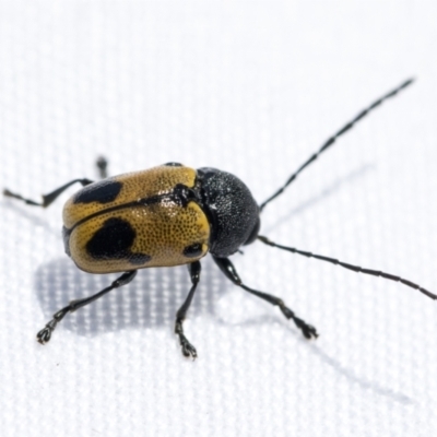 Cadmus (Cadmus) litigiosus (Leaf beetle) at Fyshwick, ACT - 10 Feb 2021 by AlisonMilton