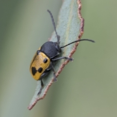 Cadmus (Cadmus) litigiosus at Fyshwick, ACT - 10 Feb 2021