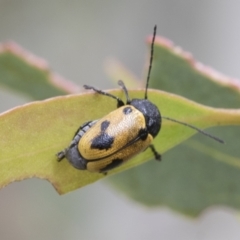 Cadmus (Cadmus) litigiosus at Fyshwick, ACT - 10 Feb 2021