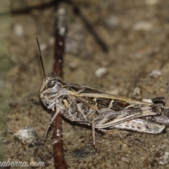 Oedaleus australis (Australian Oedaleus) at Kambah, ACT - 31 Jan 2021 by JonSteinbeck