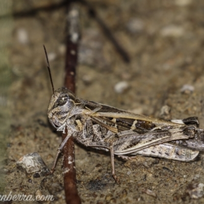Oedaleus australis (Australian Oedaleus) at Kambah, ACT - 31 Jan 2021 by JonSteinbeck