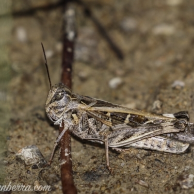 Oedaleus australis (Australian Oedaleus) at Kambah, ACT - 30 Jan 2021 by BIrdsinCanberra