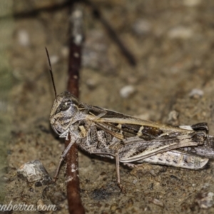 Oedaleus australis at Kambah, ACT - 31 Jan 2021