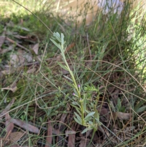 Lythrum hyssopifolia at Currawang, NSW - 14 Feb 2021