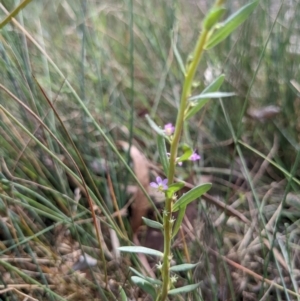 Lythrum hyssopifolia at Currawang, NSW - 14 Feb 2021