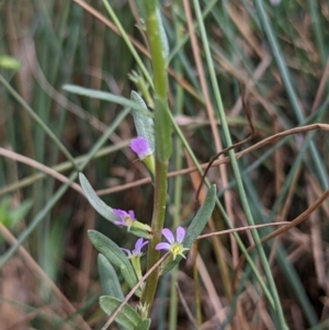 Lythrum hyssopifolia at Currawang, NSW - 14 Feb 2021