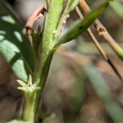 Lythrum hyssopifolia at Currawang, NSW - 14 Feb 2021
