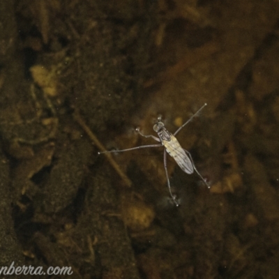 Ephydridae (family) (Shore Flies) at Kambah, ACT - 31 Jan 2021 by JonSteinbeck