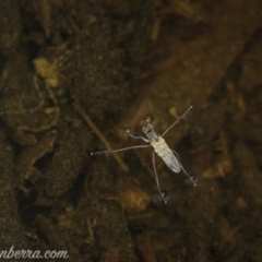 Ephydridae (family) at Kambah, ACT - 31 Jan 2021 08:53 AM