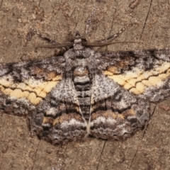 Cleora (genus) (A Looper Moth) at Melba, ACT - 14 Feb 2021 by kasiaaus