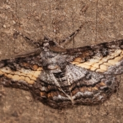 Cleora (genus) at Melba, ACT - 14 Feb 2021