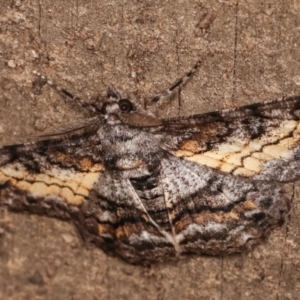 Cleora (genus) at Melba, ACT - 14 Feb 2021