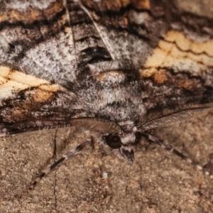 Cleora (genus) at Melba, ACT - 14 Feb 2021 12:11 AM