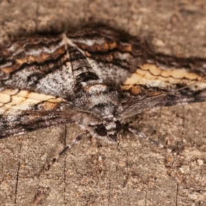 Cleora (genus) at Melba, ACT - 14 Feb 2021 12:11 AM