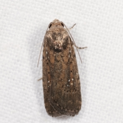 Athetis tenuis (Plain Tenuis Moth) at Melba, ACT - 13 Feb 2021 by kasiaaus