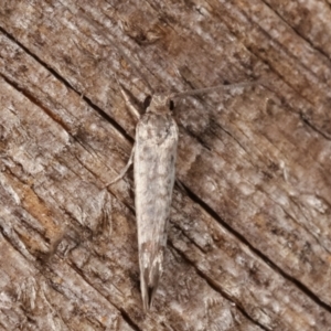 Lepidoptera provisional species 1 at Melba, ACT - 14 Feb 2021 12:18 AM