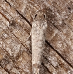 Lepidoptera provisional species 1 at Melba, ACT - 14 Feb 2021