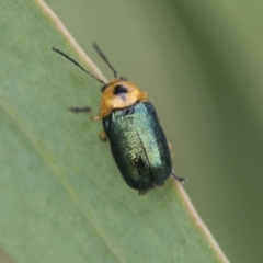 Aporocera (Aporocera) consors (A leaf beetle) at Fyshwick, ACT - 10 Feb 2021 by AlisonMilton