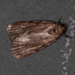 Araeopaschia sp. ANIC19 (A Pyralid moth (Epipaschinae) at Melba, ACT - 13 Feb 2021 by Bron