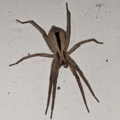 Argoctenus sp. (genus) (Wandering ghost spider) at Lions Youth Haven - Westwood Farm A.C.T. - 13 Feb 2021 by HelenCross