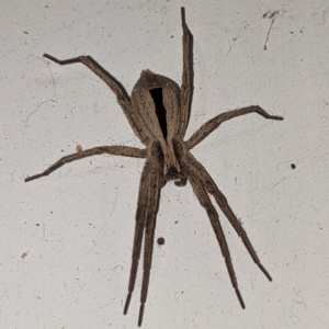 Argoctenus sp. (genus) at Kambah, ACT - 13 Feb 2021