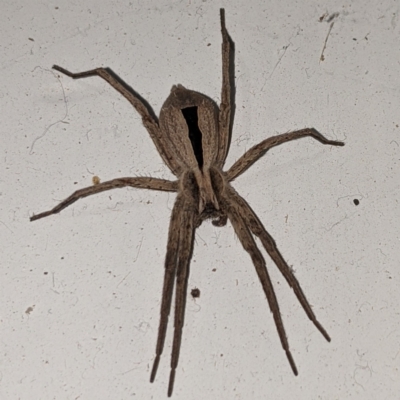 Argoctenus sp. (genus) (Wandering ghost spider) at Lions Youth Haven - Westwood Farm - 13 Feb 2021 by HelenCross