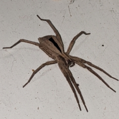 Argoctenus sp. (genus) at Kambah, ACT - 13 Feb 2021