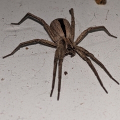 Argoctenus sp. (genus) at Kambah, ACT - suppressed