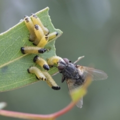 Paropsis atomaria (Eucalyptus leaf beetle) at Fyshwick, ACT - 10 Feb 2021 by AlisonMilton