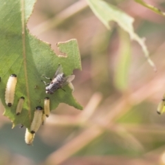 Paropsis atomaria at Fyshwick, ACT - 10 Feb 2021