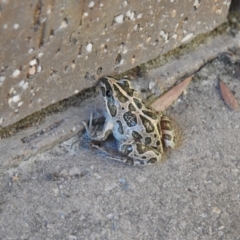 Limnodynastes tasmaniensis (Spotted Grass Frog) at Macarthur, ACT - 14 Feb 2021 by Liam.m