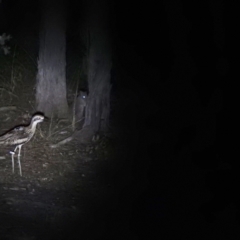 Burhinus grallarius (Bush Stone-curlew) at Mulligans Flat - 13 Feb 2021 by Liam.m