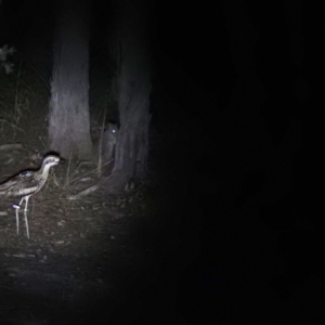 Burhinus grallarius at Forde, ACT - 13 Feb 2021