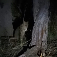 Bettongia gaimardi (Southern Bettong) at Mulligans Flat - 13 Feb 2021 by Liam.m