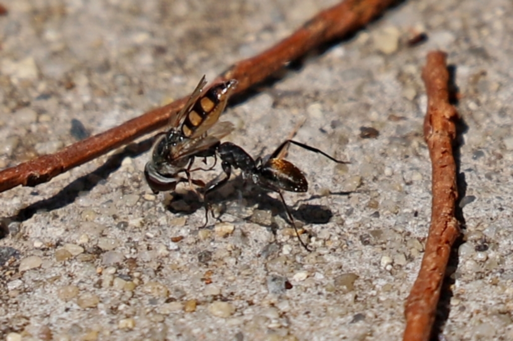 Camponotus aeneopilosus at Bonython, ACT - 14 Feb 2021