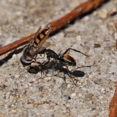 Camponotus aeneopilosus (A Golden-tailed sugar ant) at Bonython, ACT - 14 Feb 2021 by RodDeb