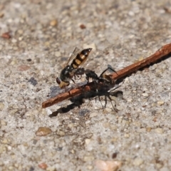 Camponotus aeneopilosus at Bonython, ACT - 14 Feb 2021