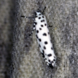 Ethmia clytodoxa at O'Connor, ACT - 7 Feb 2021 10:17 PM