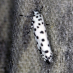 Ethmia clytodoxa (An Ethmiid moth family: (Ethmiidae)) at O'Connor, ACT - 7 Feb 2021 by ibaird
