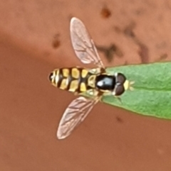 Simosyrphus grandicornis (Common hover fly) at Cook, ACT - 13 Feb 2021 by drakes