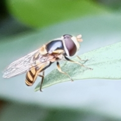 Simosyrphus grandicornis at Cook, ACT - suppressed